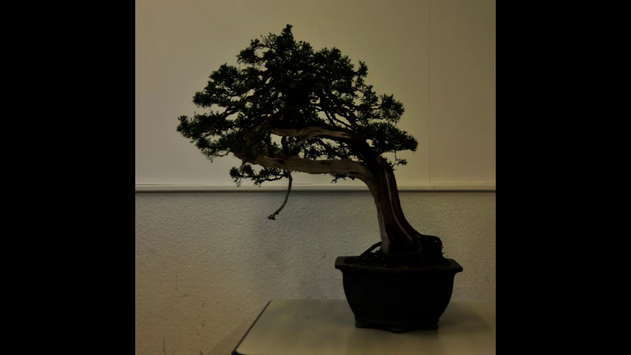 Bonsai Genk Minoru Akiyama vervolg YouTube