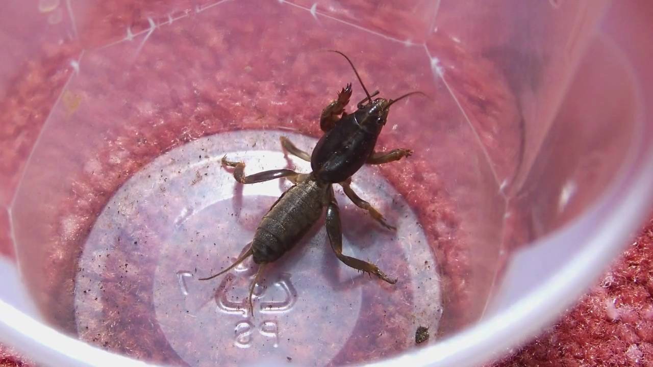 ISSN: 2320-5407 Int. J. Adv. Res. 5(4), 592-595 RESEARCH ARTICLE  ………………………………………………… M, image size:1280x720