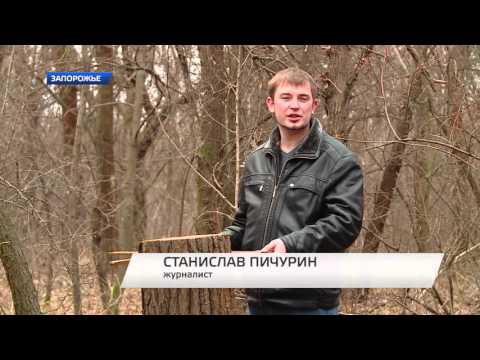 Незаконная вырубка деревьев