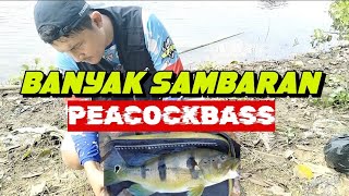 Back to the Legend peacock bass fishing spot, it turns out there are still plenty.