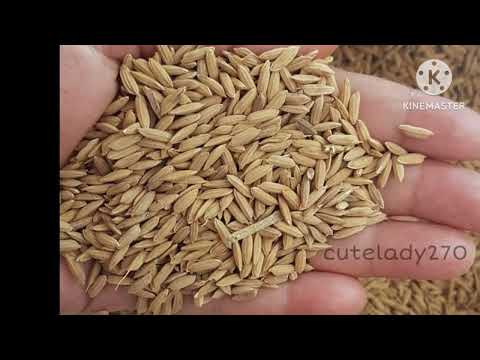 اسعار الارز الشعير فى مصر اليوم
