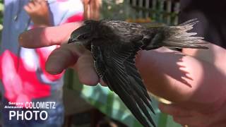 :      - as we have been taught to fly swifts