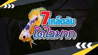 7เคล็ดลับทำอย่างไรให้ลูกปลากัดปลาโตไว