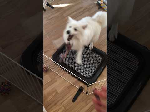 たぶん運動神経がよくない犬　#japanesespitz #日本スピッツ #shorts