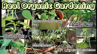 Alaska Peas|Blue Lake Bush Beans|Lima Bush Beans Etc|Real Organic Gardening