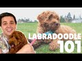 Labradoodle 101 - 10 Fast Breed Facts