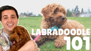 Labradoodle 101  10 Facts About Labradoodle Puppies