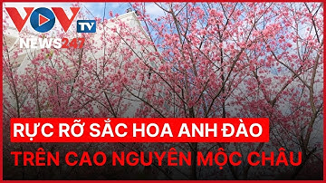 Rực rỡ sắc hoa anh đào trên cao nguyên Mộc Châu, Sơn La