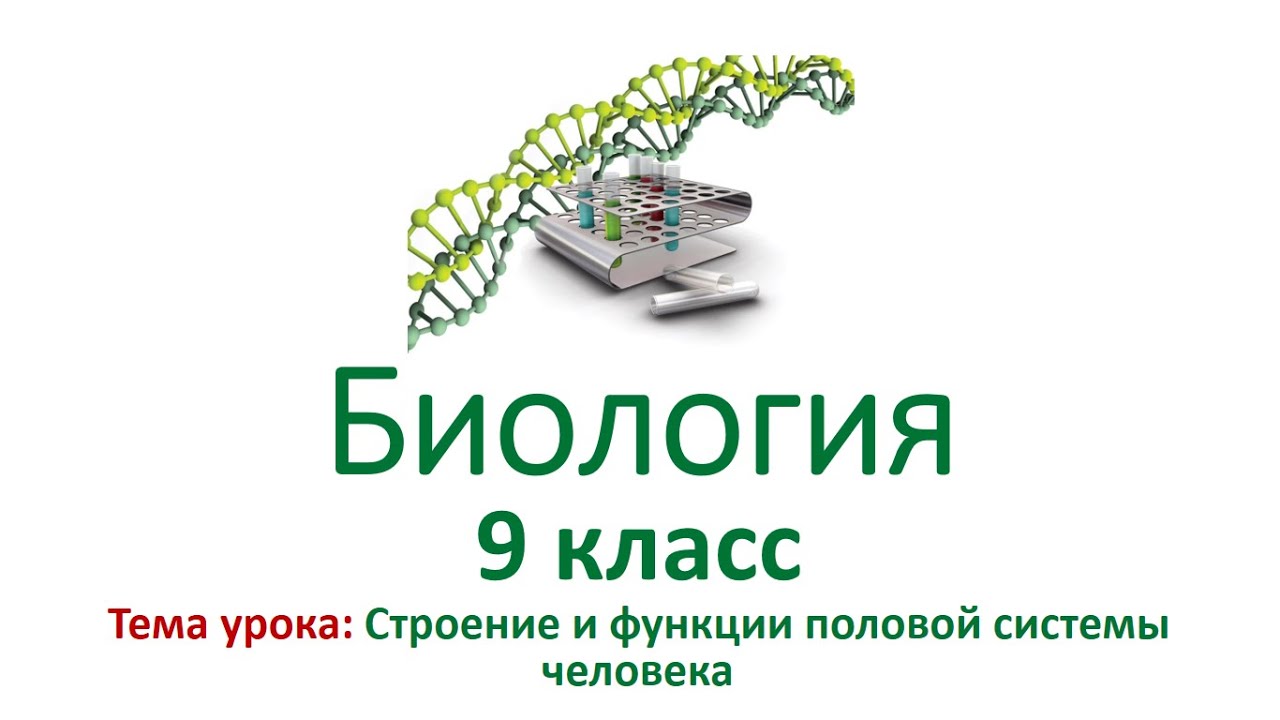 Реферат На Тему Половая Система Человека Реферат На Тему Половая Система Человека
