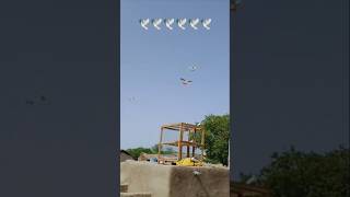 Beutiful Low flyer Pigeons landing