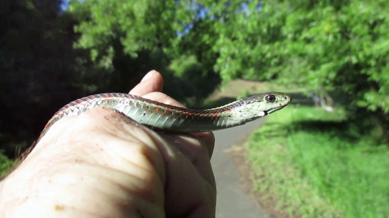 Baby animals and springtime snakes - YouTube