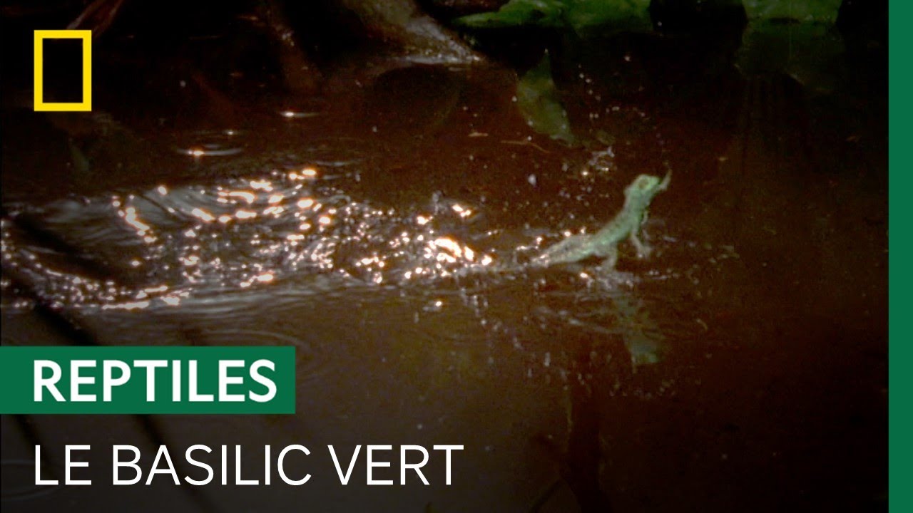 Courir sur l'eau n'est pas un problème pour le basilic vert