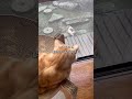 毎朝と毎晩、必ず来る外猫がいます#外猫しまちゃん#外猫#野良猫#猫のいる暮らし#猫の物語#保護猫になるまで#catstory#shorts