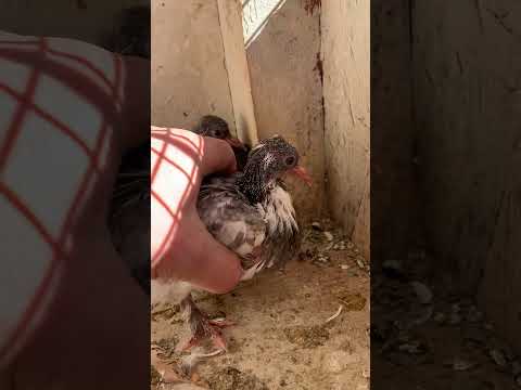 #pigeon #chicken #roosterfarm #birds #kabootar #swataseels #freerangechickens #mianwaliaseels #roost