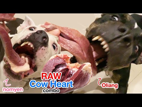 Pit Bulls 1st time eat RAW Cow Heart & Steak combo [ASMR] BARF | MUKBANG 動物の咀嚼音 | 犬が生の肉を食べる