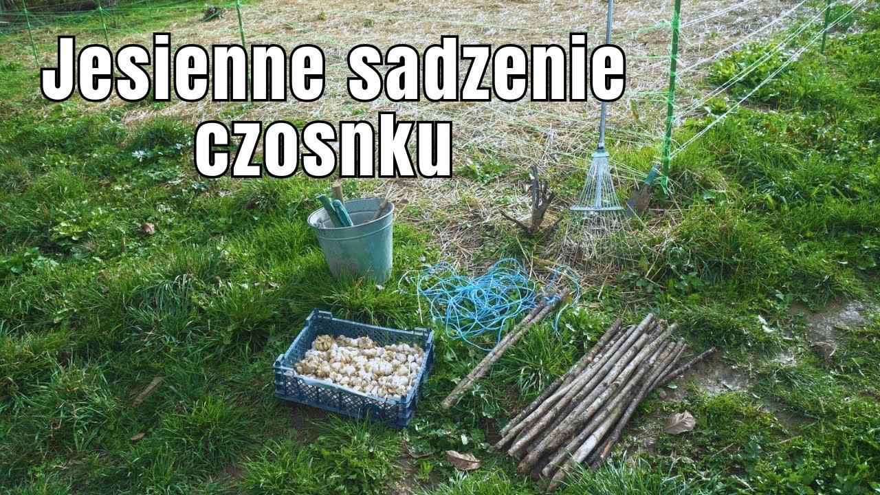 Jesień w ogrodzie - sadzę czosnek
