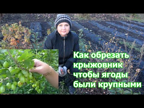 Как обрезать крыжовник,