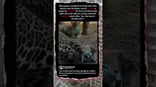 This Jaguar Dad Almost Sat on His Own Cubs 🐆 #Wildlife #Funny #CloseCall