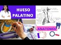 HUESO PALATINO ANATOMÍA CON @serdentistamx