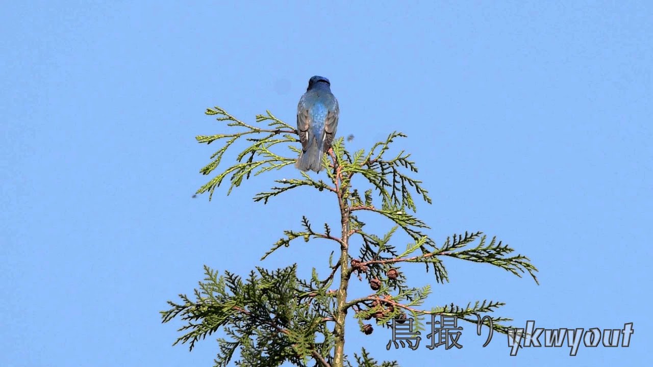 2015 野鳥 オオルリの鳴き声2 Blue-and-white Flycatcher AF-S 600mm f/4G + D4s (2.7×
