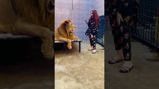 Lion Sa Panga Not...... 💯 #lion #animals #ytshorts mian saqib #petlover #tiger#trendingshorts