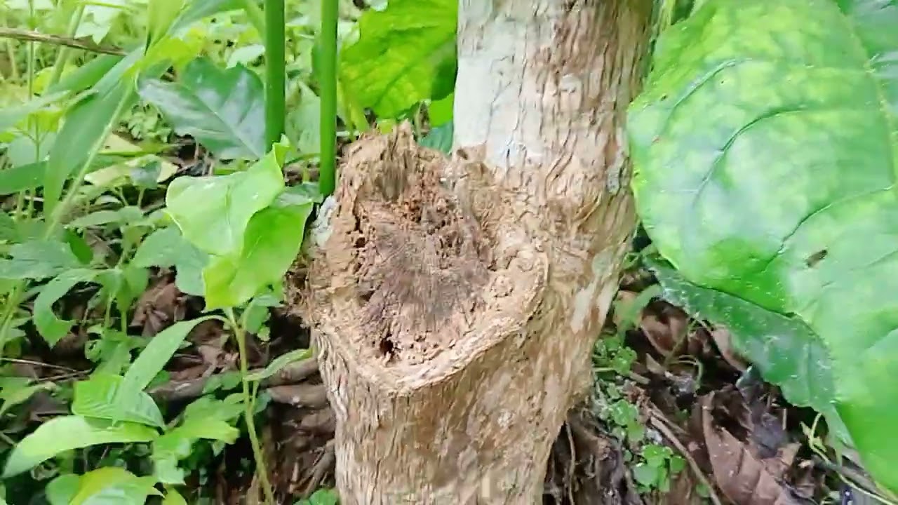 cara membasmi semut tritip pemakan batang kopi