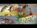 Tiếng chim sẻ gọi bầy hay nhất | kích bổi siêu nhạy