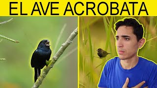 El Volatinia Jacarina - Reseña Importante De Aves Eps