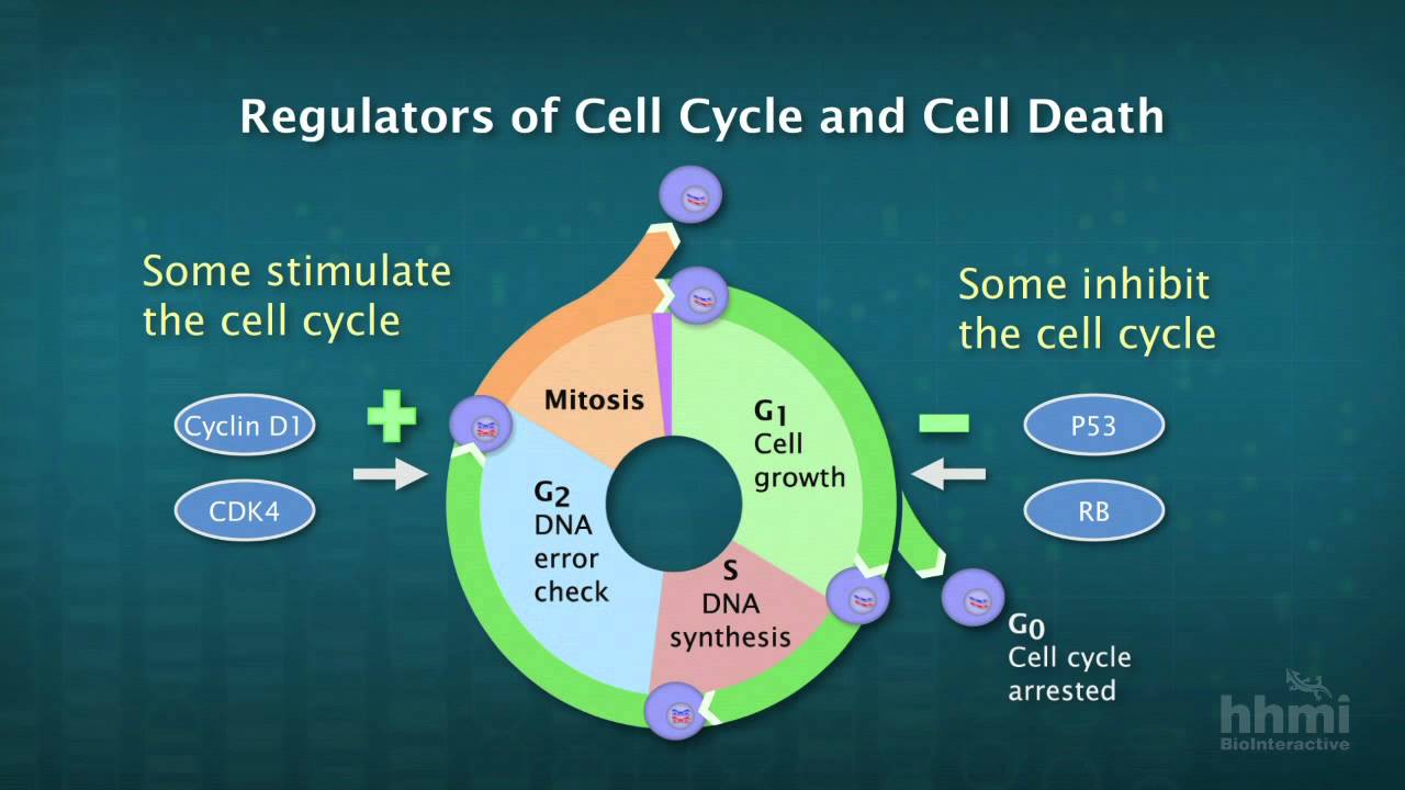 cancer or genetic