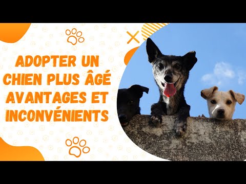Vidéo: Adopter des chiens plus âgés