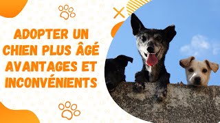 Adopter Un Chien Plus Âgé Avantages Et Inconvénients 🐾