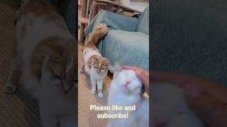 Kitty cafe, Osaka