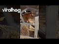 Orange Cat Thinks He's a Chicken || ViralHog