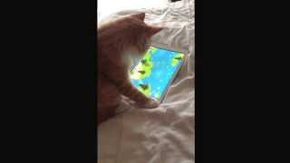 Kitten playing with iPad