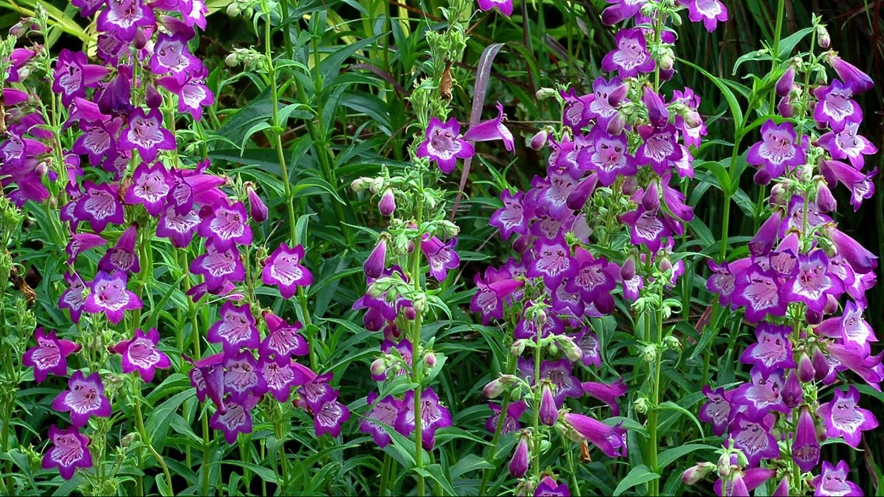 Чудесный МНОГОЛЕТНИК, рекомендовано зрителем. ПЕНСТЕМОН.