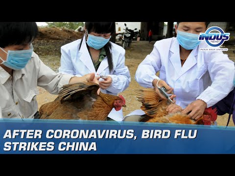 after-coronavirus,-bird-flu-strikes-china-|-indus-news