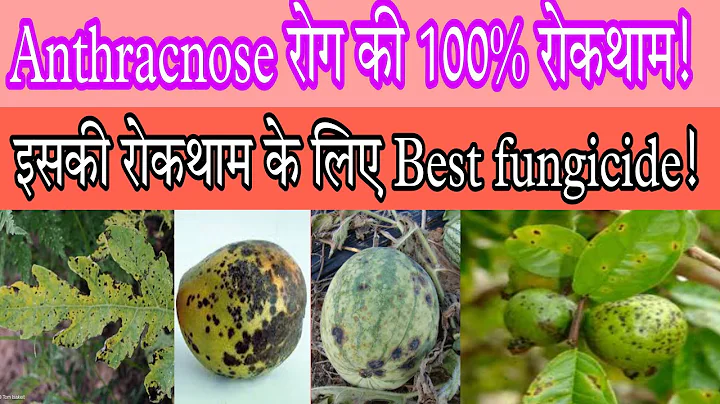 anthracnose disease/anthracnose of mango/anthracnose of chilli/ #anthracnose_disease