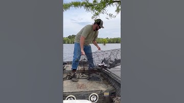 Catching big catfish in wire nets