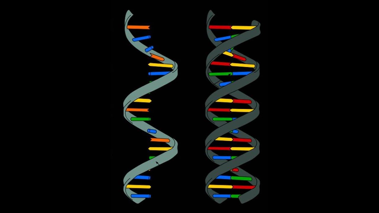 Acidos Nucleicos Descripcion De La Estructura Quimica Youtube