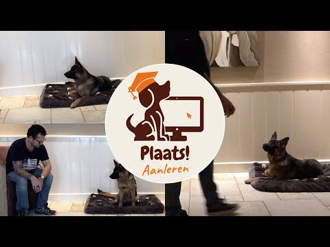 Video: Hoe Een Hond Het Commando 