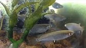 メダカの睡眠中はこうなる Youtube