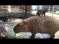 スエトシ牧場 カピバラに乗る子猫