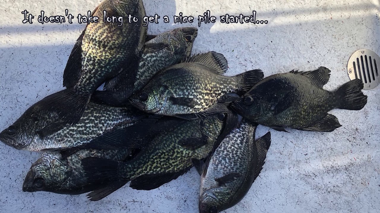 Speck Fishing Report 1252017 YouTube