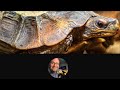 Picking a turtle or tortoise on the reptile show reporter show