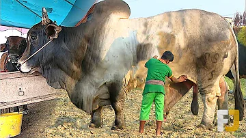 Quel est le poids de la plus grosse vache du monde ?