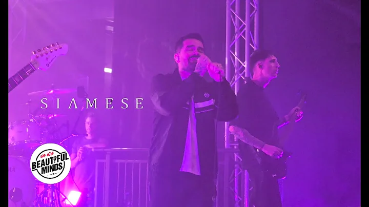 Video 8192671: siamese fighting fish