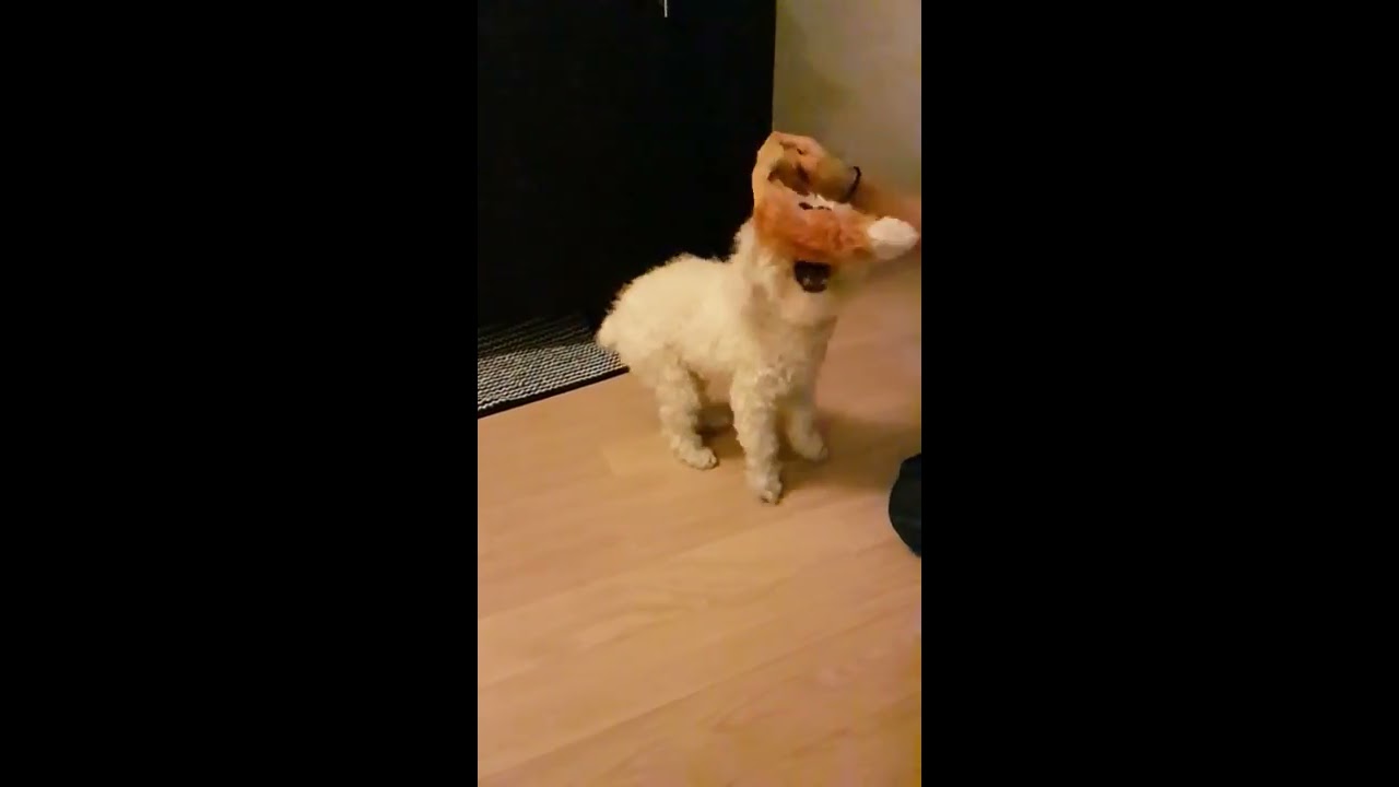 Crazy Dog Shredding up Toy Fox in Slow Motion