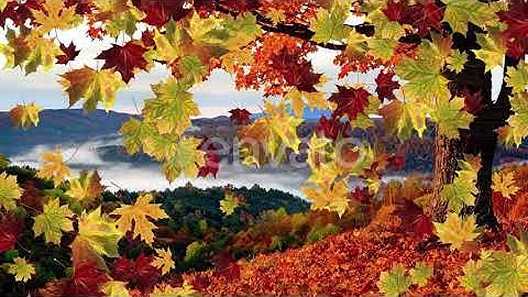 Autumn Maple Leaves | Motion Graphics - Envato elements