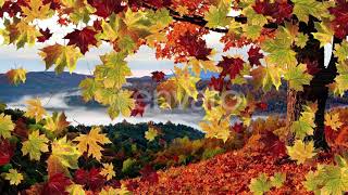 Autumn Maple Leaves | Motion Graphics - Envato elements