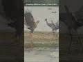 Amazing defense moves of heron bird shorts